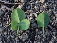 Oxalis suborbiculata
