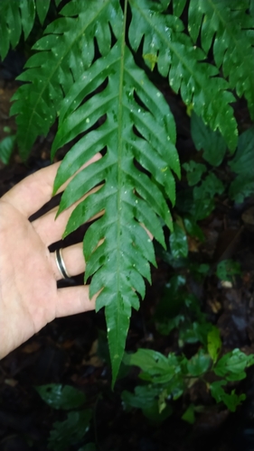 Pteris altissima, photograph 2