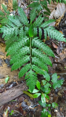 Pteris altissima, photograph 3