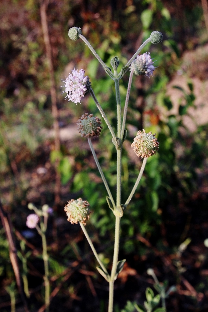 Cyanocephalus desertorum