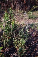 Cyanocephalus desertorum