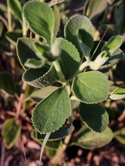 Cyanocephalus desertorum