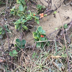 Wikstroemia retusa