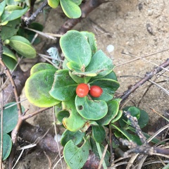 Wikstroemia retusa