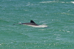 Cephalorhynchus commersonii