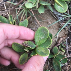 Wikstroemia retusa
