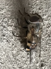 Copestylum isabellina