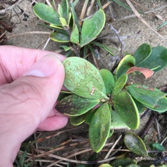 Wikstroemia retusa