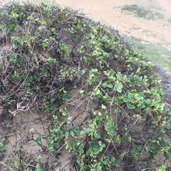 Wikstroemia retusa