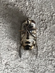 Copestylum isabellina