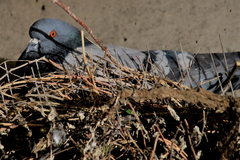 Columba livia