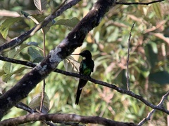 Heliodoxa imperatrix