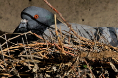 Columba livia