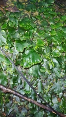 Trichomanes membranaceum