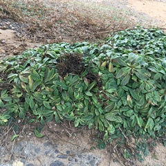Crepidiastrum lanceolatum