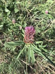 Trifolium rubens