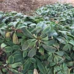 Crepidiastrum lanceolatum