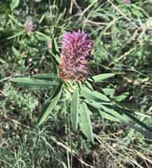 Trifolium rubens