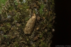Oecophorinae