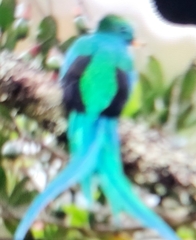 Pharomachrus mocinno