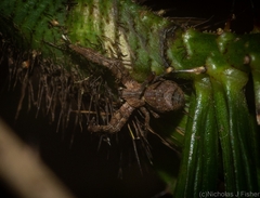 Stephanopis barbipes