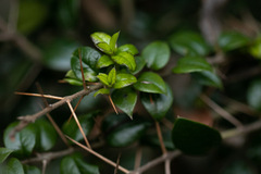 Rhaphithamnus spinosus