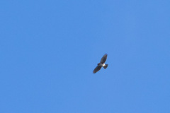 Buteo albigula