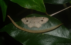 Minoa euthecta