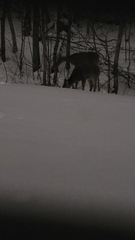 Odocoileus virginianus borealis