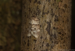Scaphidriotis xylogramma
