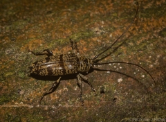 Disterna bifasciata
