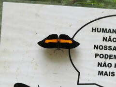 Catonephele acontius