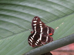 Catonephele acontius