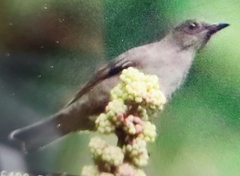 Turdus plebejus