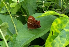 Abisara bifasciata