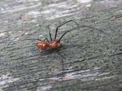 Argyrodes miniaceus