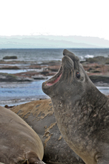 Mirounga leonina