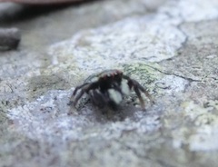 Carrhotus sannio