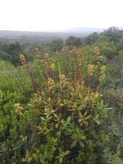 Crassula cultrata