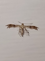 Oxyptilini