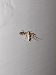 Oxyptilini