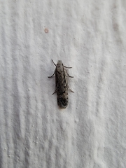 Gelechiini