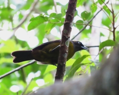 Mitrospingus cassinii