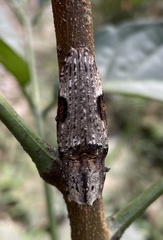 Cryptalaus larvatus