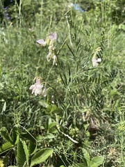 Lathyrus pallescens