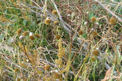 Bidens radiata