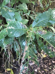 Bravaisia integerrima