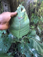 Bravaisia integerrima