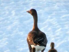 Anser serrirostris rossicus