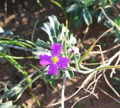 Malcolmia littorea